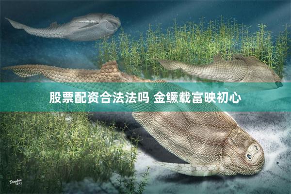 股票配资合法法吗 金鳜载富映初心