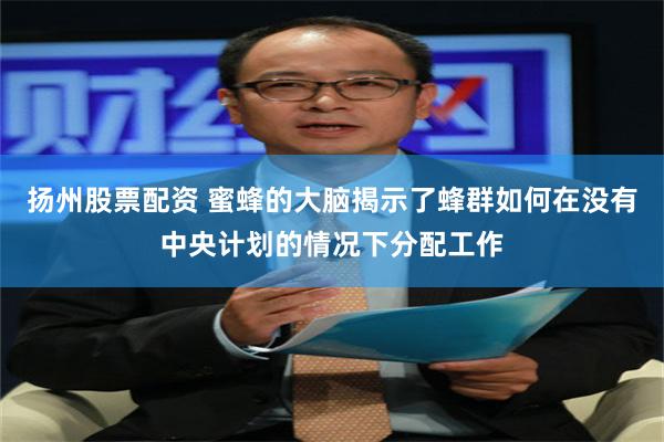 扬州股票配资 蜜蜂的大脑揭示了蜂群如何在没有中央计划的情况下分配工作